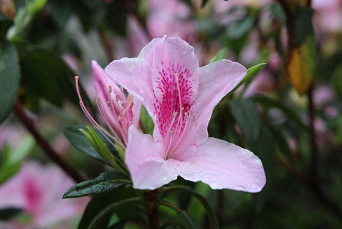 杜鹃花怎么养 能防治杜鹃花掉叶子和叶子发黄